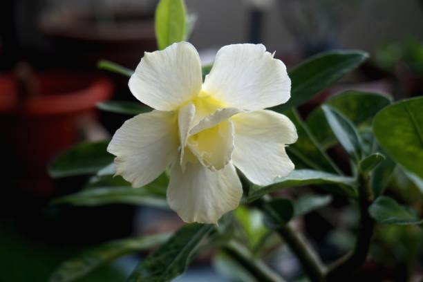 visão estreita de adenium amarelo branco para jardinagem home - transgenic cotton - fotografias e filmes do acervo