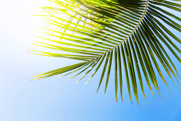 istock Tropic palm leaves in front of the blue sky 861930886