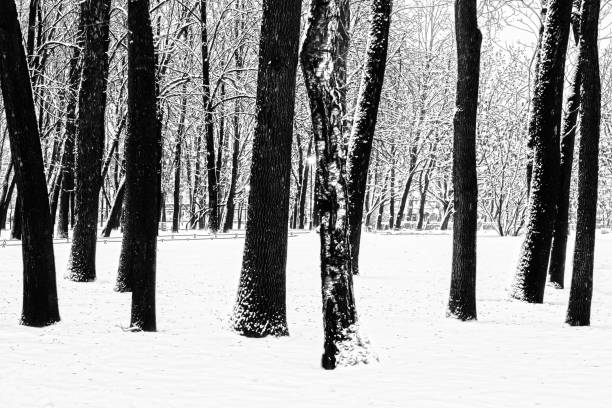 istock City Park in winter 861931050