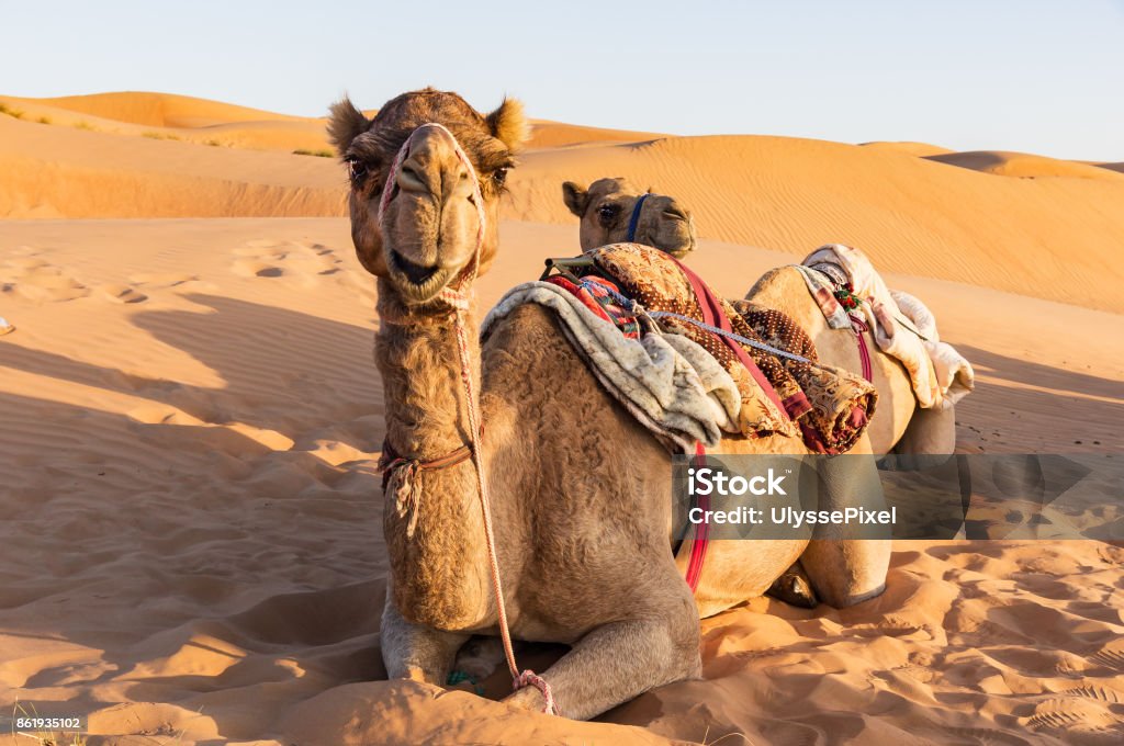 Primer plano en camello en el desierto de Omán - Foto de stock de Camello libre de derechos