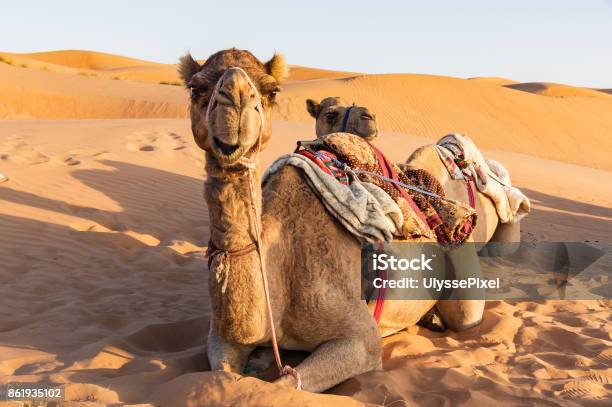 Primer Plano En Camello En El Desierto De Omán Foto de stock y más banco de imágenes de Camello - Camello, Omán, Desierto