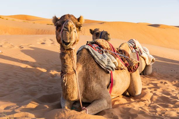 primo primo passo sul cammello nel deserto dell'oman - cammello foto e immagini stock