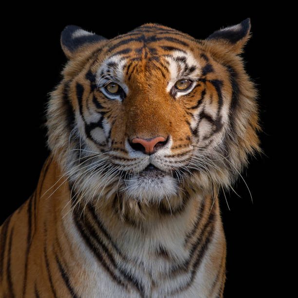 istock Sight of tiger. 861937848