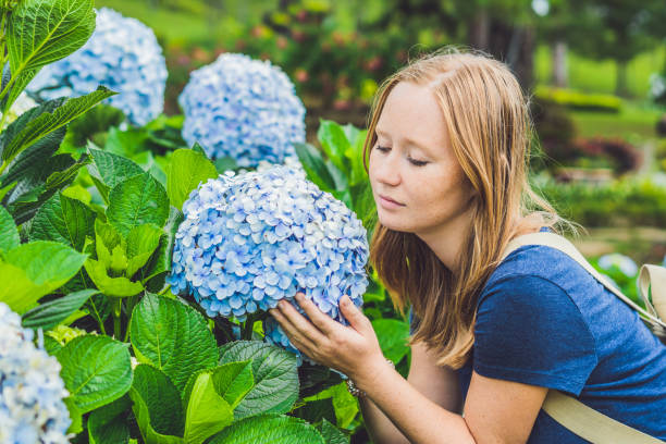 istock Young woman enjoying the scent of hydrangea. Girl resting near a bush hydrangea. Hydrangea 861939984