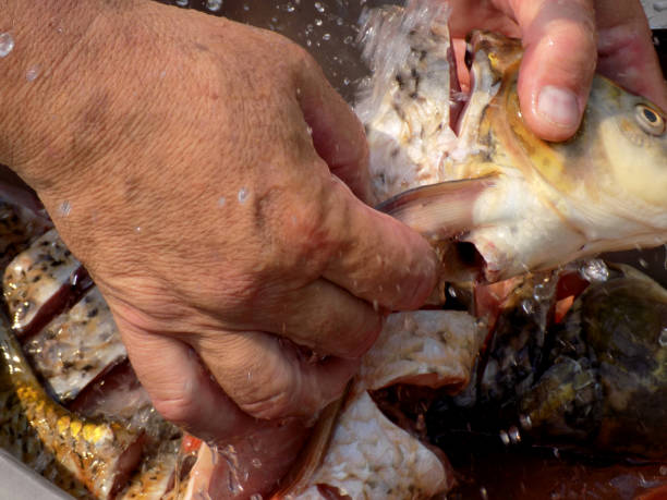 istock preparing fish for cooking - washing, cutting, removing offal 861943530