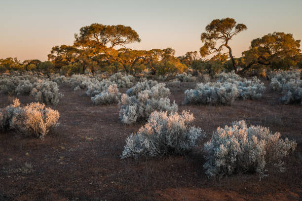 istock South Australian outback Landscape at sunset 861946058