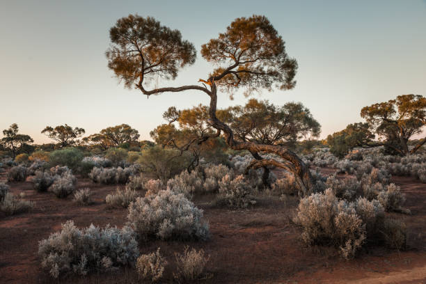 istock South Australian outback Landscape at sunset 861946120