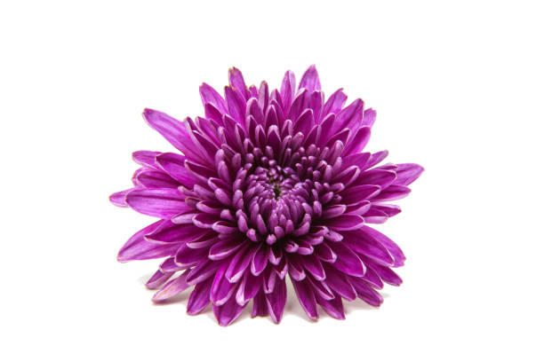 istock Chrysanthemum flower isolated 861946188