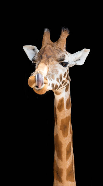 istock Giraffe with his tongue up his nostril 861947320