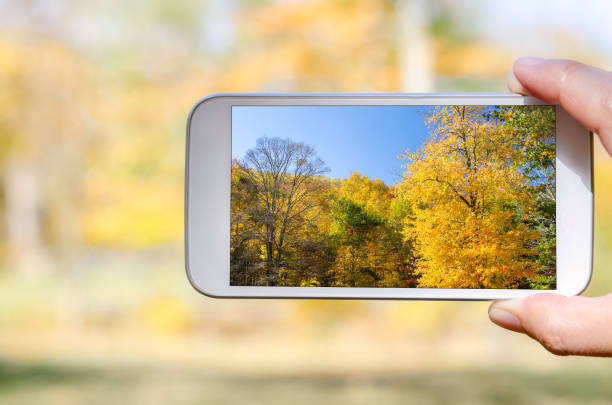 Photo of Colourful Forest under Blue Sky in Autumn taken with a Smartphone. Shallow Depth of Field.