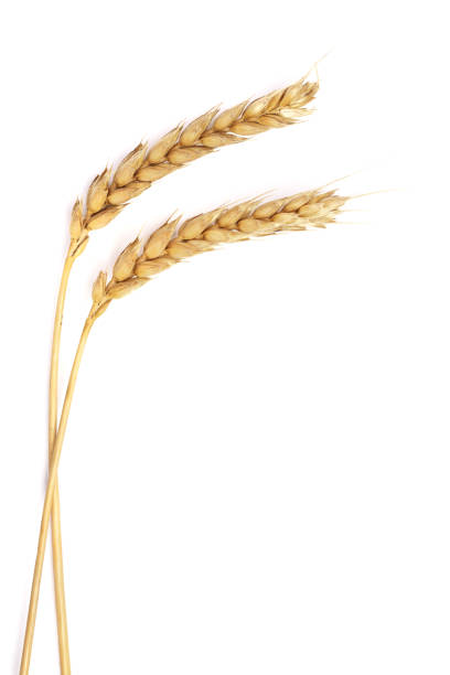 istock ears of wheat isolated on white background. Top view 861954408
