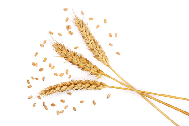 istock grain and ears of wheat isolated on white background. Top view 861954548