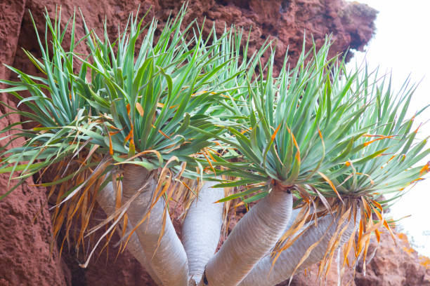 Dracaena draco, the Canary Islands dragon tree or drago