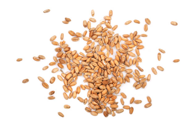 istock wheat grains isolated on white background. Top view 861954658