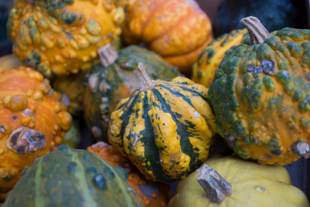 istock Halloween decoration with dried pumpkins 861954766