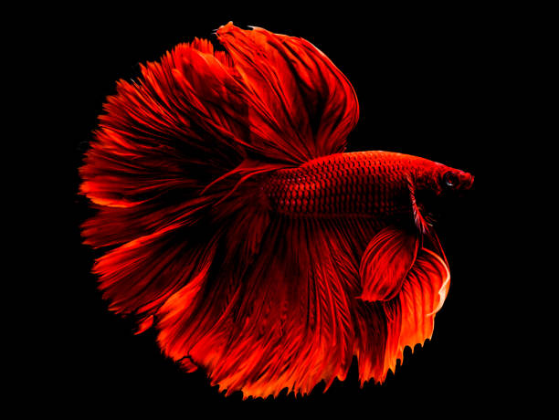 istock The Betta Siamese fighting fish, Betta splendens Pla-kad ( biting fish ) Thai. (Halfmoon fancy red betta ) in motion, isolated on black with clipping path 861954912