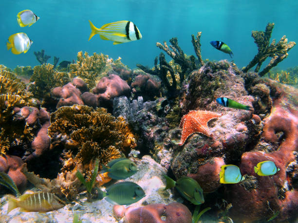 istock Tropical fish in the corals 861958348