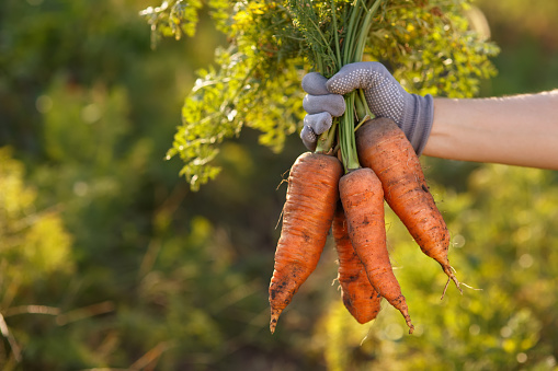 Bunch of carrots in hand with blurred natural background. Fresh harvested carrots from the garden. Just picked carrot. Gardening, agriculture, autumn harvest concept