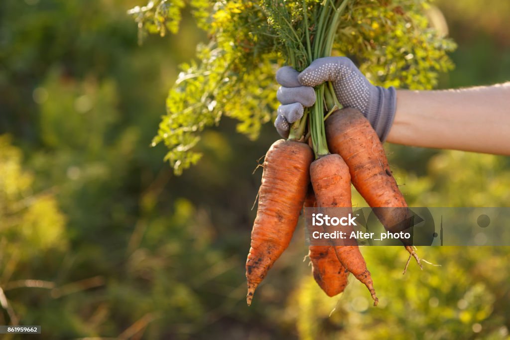 carrots in hands Bunch of carrots in hand with blurred natural background. Fresh harvested carrots from the garden. Just picked carrot. Gardening, agriculture, autumn harvest concept Carrot Stock Photo