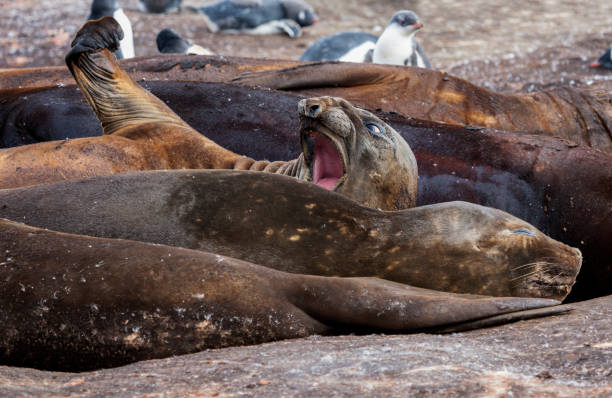 o bocejo do sul foca-elefante - península antártica - animal elephant seal seal yawning - fotografias e filmes do acervo