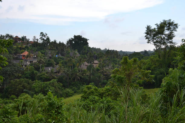 istock The view around Campuhan ridge in Ubud, Bali. A nice track with relaxing view 861962734