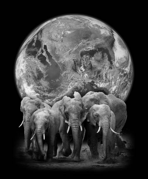 istock Elephants on the background of the Earth 861963118