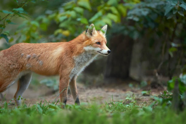 istock Portrait of a red fox (Vulpes vulpes) 861963286