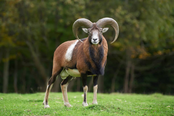 istock Big european moufflon in the meadow 861963298