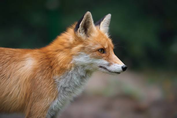 istock Portrait of a red fox (Vulpes vulpes) 861963310