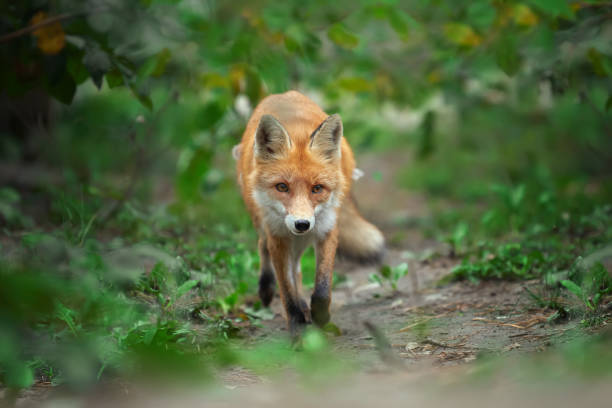 istock Portrait of a red fox (Vulpes vulpes) 861963372