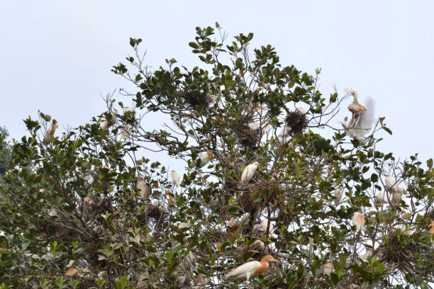 istock The white herons invading a village in Ubud, Bali, Indonesia 861963820