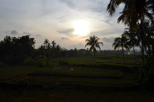 istock Sunset and rice field in Ubud, Bali 861966068