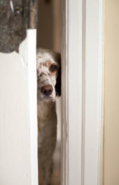 istock English Setter sneaking through the door crack, Norway 861969962