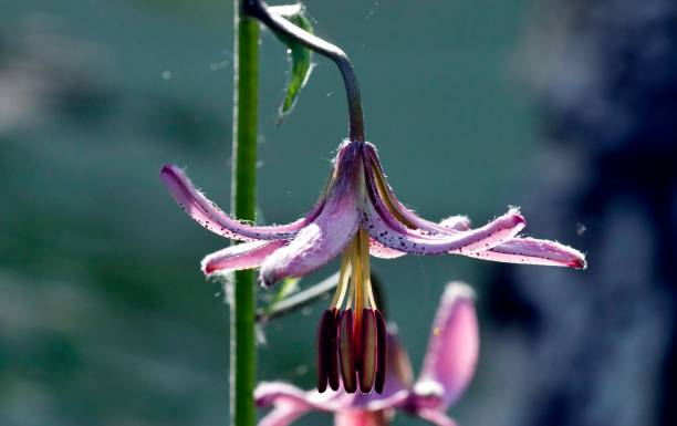 istock flower forest Lily narrow the focus area 861970226