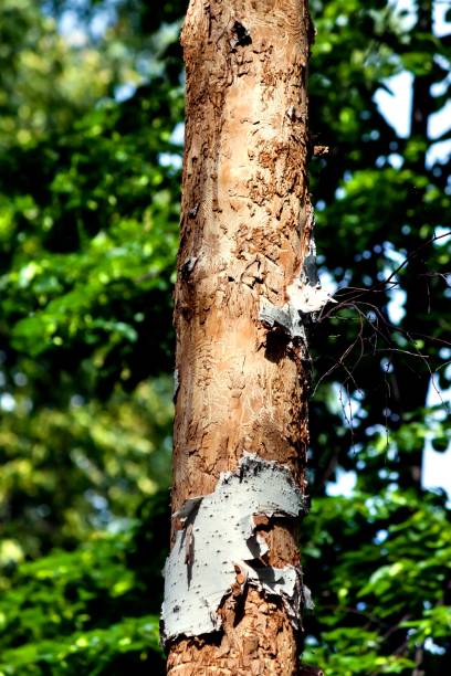 istock trunk of the birch without any bark, moth forests pests 861970254