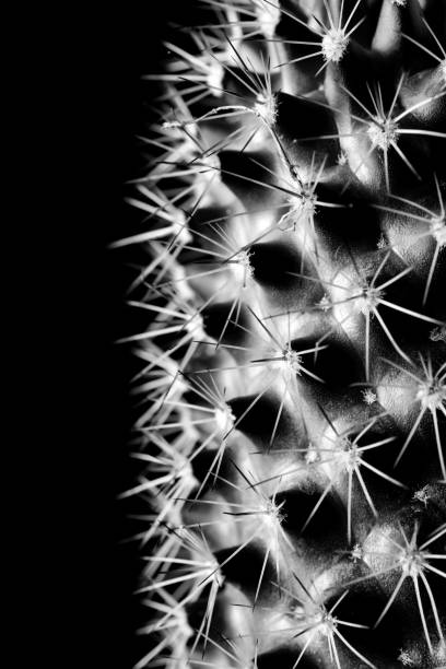 istock Texture of Cactus plant close-up on black background . soft focus 861971750