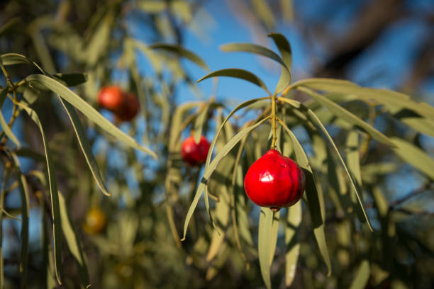 Santalum acuminatum,  desert bush tucker peach quandong.  Australian natine fruit Santalum acuminatum,  desert bush tucker peach quandong.  Australian natine fruit alice springs photos stock pictures, royalty-free photos & images