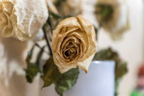 istock dry white roses in white glass vase 861978648