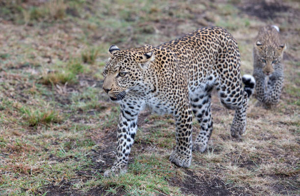 istock Leopard with baby Masai Mara, Kenya 861979042