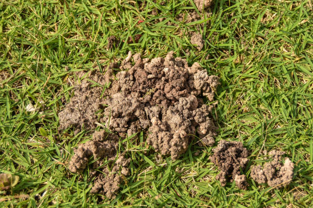 istock Home of the earthworms 861979308
