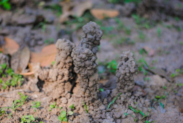 Earthworm or house of earthworms