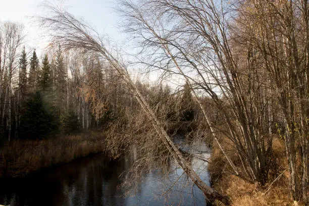 Birch tree leaning over the Tolovana River