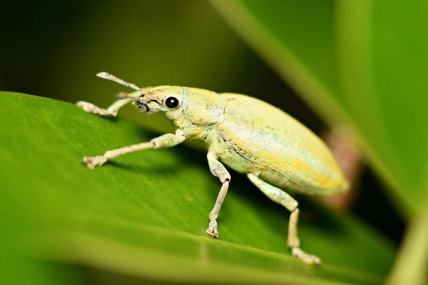 istock White insect on green leaf in garden 861982400