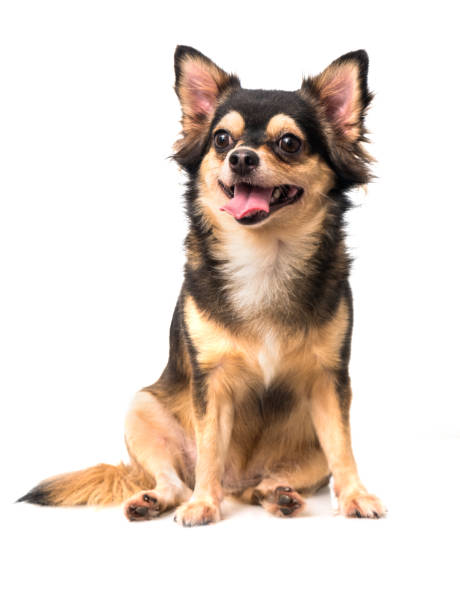 istock Chihuahua siting on white background 861986482