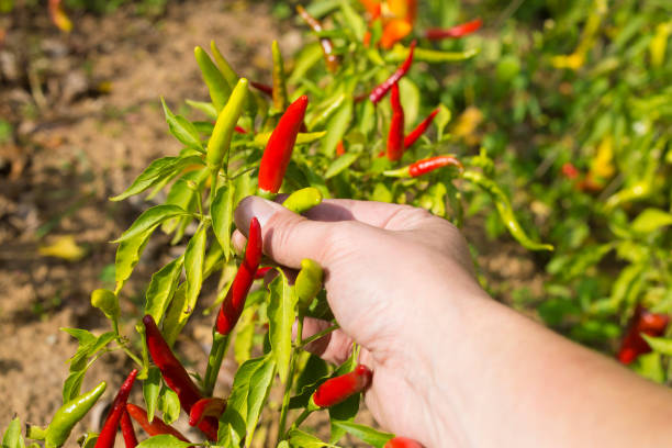 istock Picking red chili peppers in home garden 861986486