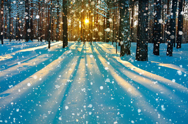 зимний сельский пейзаж с лесом, солнцем и снегом. - winter sunlight sun january стоковые фото и изображения