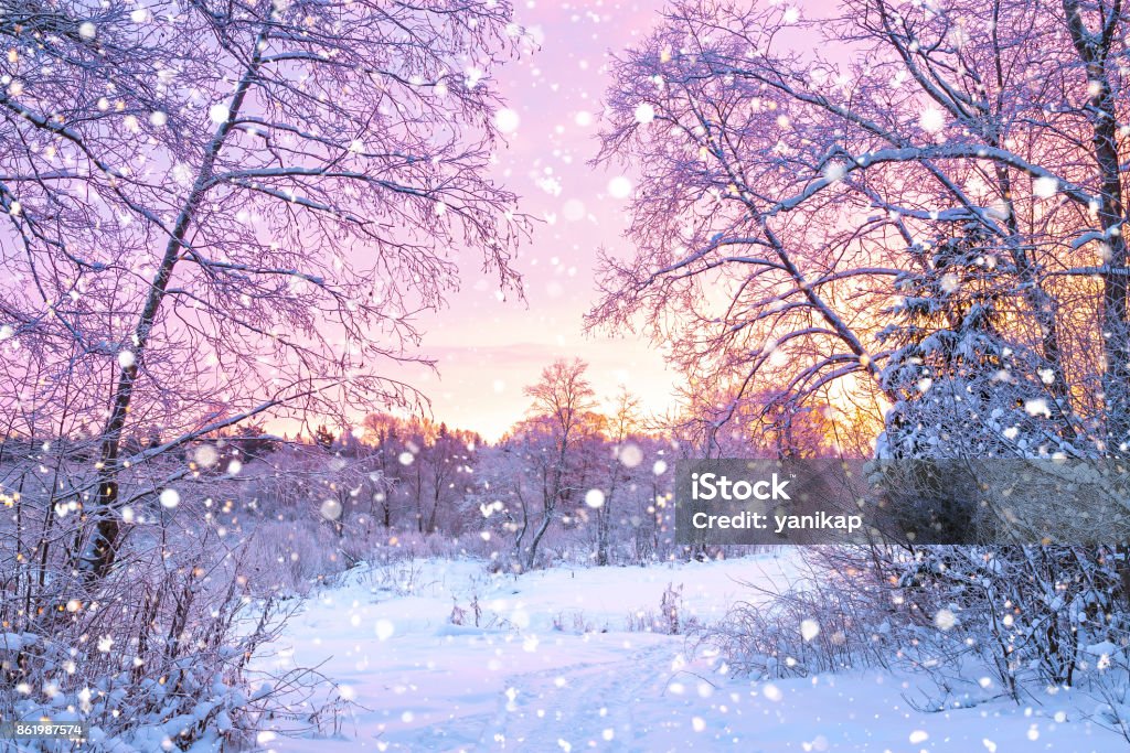 冬の森の夕日と夜景 - 冬のロイヤリティフリーストックフォト