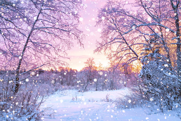 winter night landscape with sunset in forest beautiful winter landscape with forest, trees and sunrise. winterly morning of a new day. purple winter landscape with sunset deep snow photos stock pictures, royalty-free photos & images