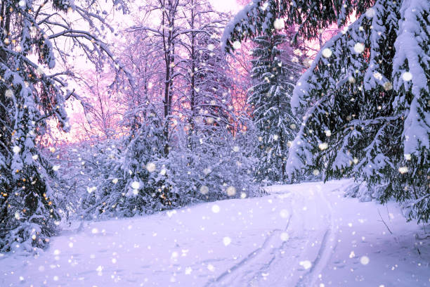 istock winter night landscape with sunset in the forest 861988068