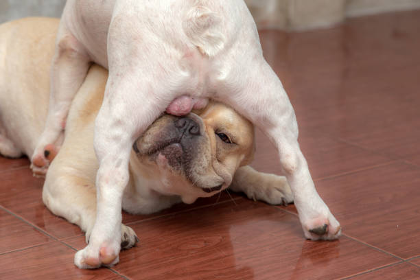 Cute French Bulldog Lovely Pets Stock Photo - Download Image Now - Dog,  Stuck, Smiling - iStock